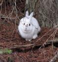 White snowshoe hares stand out like "light bulbs" against a snowless background in Montana. The mismatched hares were part of study of climate change effects on snowshoe hares, which camouflage themselves by changing coat colors from brown to white in winter.