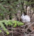 A  mismatched snowshoe hare used in a study of climate change effects.