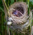 A cuckoo chick ejects a reed warbler egg from a warbler nest.