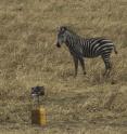 A zebra grazing on the grassy plains gazes at the researchers' chart used for color-calibrating images. (Tim Caro/UC Davis)
