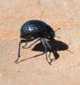 The Namib Desert Beetle lives in one of the hottest places in the world, yet it still collects airborne water. Taking a page from the beetle's playbook, Virginia Tech biomedical engineers created a way to control condensation and frost growth.