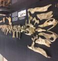 The remains of the dinosaur are on display in McWane Science Center.
