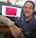 Erickson holds a leg bone from Eotrachadon in his lab in Tallahassee.