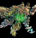 New research from The Scripps Research Institute and UC Berkeley shows the workings of a crucial molecular enzyme. In this image, the green glow in the structure indicates the location of the Rpn11 enzymatic active site in its inhibited conformation at the heart of the isolated lid complex.