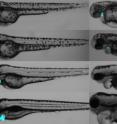 Zebrafish larvae expressing FAP in the heart are treated with a normal fluorogen (left) or the targeted, activated photosensitizer (TAPS-right), then exposed to light and followed for 3 days. Only the TAPS-treated fish show defects associated with loss of cardiac function after photoablation, including loss of cardiac tissues (blue), cardiac edema, and other developmental defects.