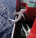 Blue shark <I>Prionace glauca</I> on commercial longline in north Atlantic.