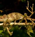 WCS announced today that a team of scientists discovered a new species of chameleon in Tanzania. The new species, <i>Kinyongia msuyae</i>, is named for Charles A. Msuya, a pioneer of Tanzanian herpetology.