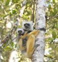 A diademed sifaka lemur perches on a tree trunk with her infant in Andasibe-Mantadia National Park, Madagascar. Researchers are using RNA sequencing to identify emerging infectious diseases in lemurs that standard diagnostic tests cannot detect. The technique could pave the way for earlier, more accurate detection of diseases that move between animals and people.