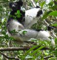 An indri lemur lounges in a tree in Andasibe-Mantadia National Park, Madagascar. Thanks to next-generation sequencing methods capable of uncovering emerging diseases in wildlife that other diagnostic tests cannot detect, indri lemurs have been found to carry several new parasites never before reported in lemurs or their native Madagascar.