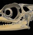 This is a micro-CT image of the skull of a female <I>Calumma vatosoa</I>. The comparison with the skull of the male holotype allowed the scientists to assign the female specimen to its species.