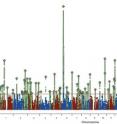 The site in Chromosome 6 harboring the gene C4 towers far above other risk-associated areas on schizophrenia's genomic "skyline," marking its strongest known genetic influence. The new study is the first to explain how specific gene versions work biologically to confer schizophrenia risk.
