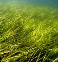A seagrass meadow.