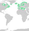 In green, the distribution of <I>Zostera marina</I>.