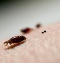 It turns out, the insecticides used to kill bedbugs don't even scratch the surface, a study by Virginia Tech and New Mexico State University found.