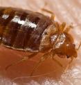 This is a bed bug (<i>Cimex lectularius</i>).