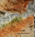 Section of rock coloniszed by cryptoendolithic microorganisms and the <i>Cryomyces</i> fungi in quartz crystals under an electron microscope.