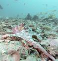 An octopus (foreground) displays pale color and stretches out one arm before it withdraws from an approaching octopus (background). The approaching octopus displays dark color, stand tall, and spread web and arms.