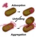 Rice University researchers observed nanoparticle aggregation induced by low concentrations of unfolded serum albumin proteins. They believe the proteins unfold upon binding to gold nanoparticles and prevent other proteins from joining them to form a protective casing around the particle.