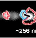 This is a super-resolution map of identified individual bovine serum albumin molecules, as marked by the colored outlines. The gold nanowire, in gray and thousands of nanometers long, shows the relative size of the proteins, which occupy areas much larger than expected based on the size of their unfolded geometry. The researchers said this supports the finding that there's only space for one protein on the smaller nanoparticles studied.