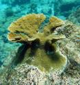 At the age of four years, this artificially bred elkhorn coral colony is sexually mature.