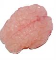 This is a gel model of a fetal brain after being immersed in liquid solvent. The resulting compression led to the formation of folds similar in size and shape to real brains.