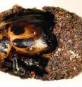 This is an adult <em>Diamphidia</em> arrow-poison beetle in cocoon.