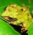 This is the emerald-eyed new tree frog species <i>Kurixalus berylliniris</i>.