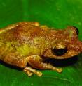 This is the golden-eyed new tree frog species <i>Kurixalus wangi</i>.