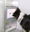 The dogs were trained to touch symbols on a screen using their nose.