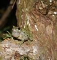 Gray treefrog (<em>Hyla versicolor</em>) is shown.