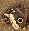 This is an image of the fossilized lacewing <i>Oregramma illecebrosa</i>, left, and the modern owl butterfly <I>Calico memnon</i>, right.