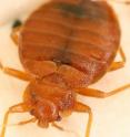 Researchers analyzes the genetic blueprint of the common bedbug <i>Cimex lectularius</i>.