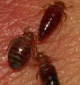 This photo shows three bedbugs on human skin.