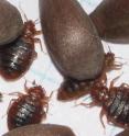 This photo shows male and female adult bedbugs in both unfed and fed conditions in comparison to apple seeds.