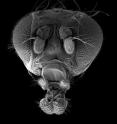 This is a scanning electron microscope image of the head of "Dark-fly," a <em>Drosophila melanogaster</em> line reared for 1,400 generations in a dark environment.