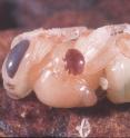 <I>Varroa</I> on pupa.