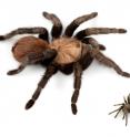 This is a comparison of the largest and the smallest tarantula species in the United States. These are adult females of <i>Aphonopelma anax</i> (L) from Texas and <i>Aphonopelma paloma</i> (R) from Arizona.