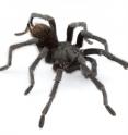 This is an adult male of <i>Aphonopelma johnnycashi</i> from California.
