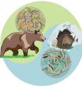 This visual abstract depicts how the microbiota and serum metabolites in brown bears differ seasonally between hibernation and active phase. Colonization of mice with a bear microbiota promoted increased adiposity. These findings suggest that seasonal microbiota variation may contribute to metabolism of the hibernating brown bear.