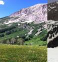 Dartmouth College scientists studied the impact of climate change and frost damage on the western spring beauty wildflower, shown here in their research meadows in spring and winter.