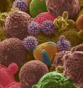 This scanning electron microscope image shows bee pollen studied for potential use as electrodes for lithium-ion batteries. Color was added to the original black-and-white image. 
A publication-quality photo is available at https://news.uns.purdue.edu/images/2016/pol-pollen.jpg