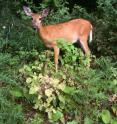 White-tailed deer in the Smithsonian's National Zoological Park.