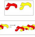 This is a 2-D schematic of tropoelastin molecules assembling.