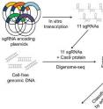 This is a schematic overview of multiplex Digenome-seq.