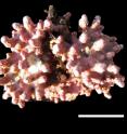 This is coralline algae (with a scale bar of 1cm). New research from the University of Bristol, UK has found that ocean acidification is affecting the formation of the skeleton of coralline algae which play an important part in marine biodiversity.