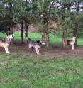 This is a picture of North-western wolves howling at the Wolf Conservation Trust, UK.