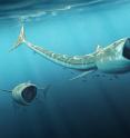 An international team of scientists have discovered two new plankton-eating fossil fish species, of the genus called <i>Rhinconichthys</i>, which lived 92 million years ago in the oceans of the Cretaceous Period.