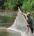 Kansas State University biologist Michael Tobler seines for Atlantic mollies, fish who can turn on certain genes to survive life in acidic waters.