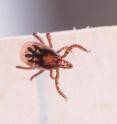 Tick genome was decoded.