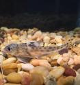 The pictus catfish can feel with its fins.